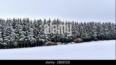 Winterlandschaft, Wald und gefällte Baumstämme Stockfoto
