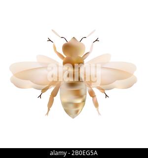 Honigbiene. Gestreiftes orangefarbenes Bienen Illustrationsnetz. Insektensymbol für natürliche, gesunde und organische Lebensmittelproduktion Stock Vektor