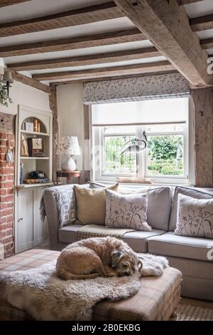 Border Terrier auf der ottomane mit Sofa in der Villa Nova Cambay. Stockfoto