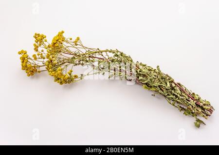 Trockenes Bouquet Tanacetum vulgare isoliert auf weißem Grund. Heilpflanze, Alternativmedizin Stockfoto