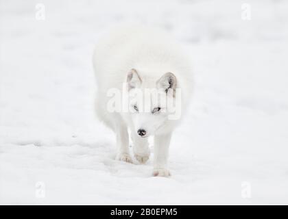 Nahansicht des Arktischen Fuchses, der im Schnee spazieren geht Stockfoto