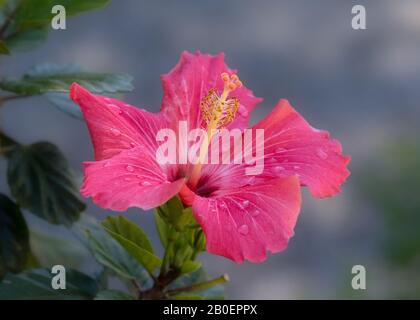 Nahaufnahme der rosafarbenen Hibiskusblüte mit Taupupfen Stockfoto