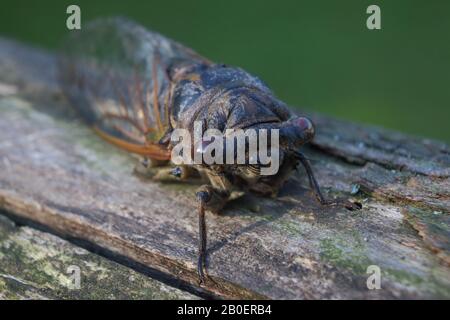 Cicada steht extrem nah Stockfoto