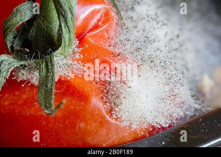 Nahaufnahme einer verfallenden faulen Tomate, die mit Pilzsporen bedeckt ist Stockfoto