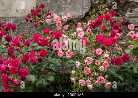 Rosa 'Pink Grootendorst' und Rosa 'F.J Grootendorst' im Frühjahr // Rosier à fleur d'oeillet 'Pink Grootendorst' et rosier à fleur d'oeillet 'F.J Groote Stockfoto