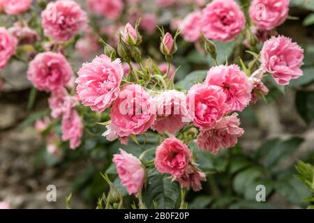 Rosa 'Pink Grootendorst' im Frühjahr // Rosier à fleur d'oeillet 'Pink Grootendorst' Stockfoto