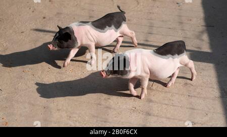 Paar schwarze und pinke kleine Huckeln im Zoo mit eisernem Käfigschatten. Stockfoto