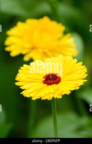 Nahaufnahme der Blumen von Pot Marigold Calendula officinalis, "Kablouna Intense Yellow" Gelb-Marigold, Calendula officinalis Stockfoto