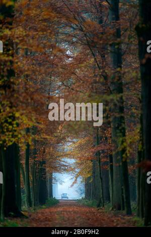 Pfad im Herbstwald am nebligen Morgen. Stockfoto