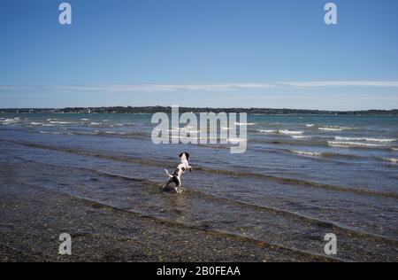 Ein welpen englischer Springer spaniel Begeisterung für ihr erstes Bad im Meer und sehen Wellen in Lepe Beach Hampshire, die auf die Insel Wight blicken. Stockfoto