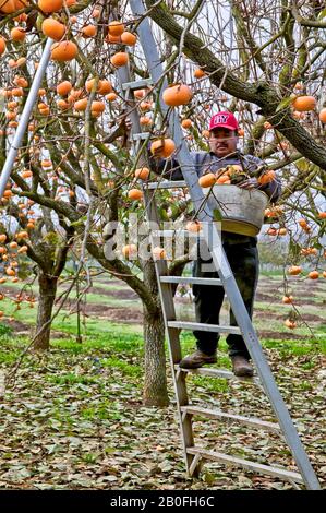 Reife Persifonen "Fuyu"-Sorte "Diospyros kaki", Arbeiter auf der Leiter, erntet Obst, auch bekannt als japanische Persifonen. Stockfoto