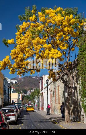 Oaxaca, Mexiko - EIN primavera (Frühling)-Baum oder ein Trompetenstammbaum auf einer Oaxaca-Straße. Stockfoto