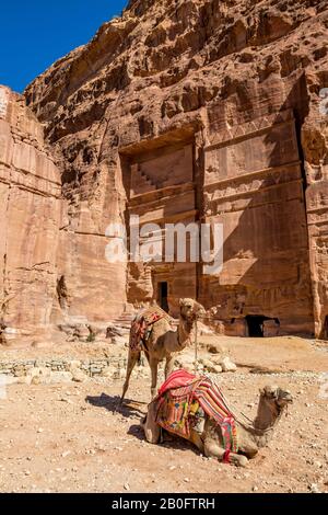 Zwei Kamele warten am Camel Riding Point an der Scenery Street von Fassaden unter dem schönen sonnigen Tag im Petra Ancient Religious Complex und Touristenattraktion, Haschemite Königreich Jordanien Stockfoto