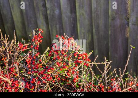 Zweige und leuchtend rote Beeren der Cotoneaster Horizontalis mit einigen neuen Blättern, die gerade mit einem Panelzaun im Hintergrund erscheinen Stockfoto