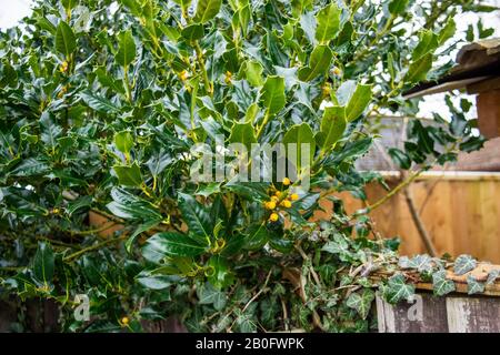 Ein holder Busch mit gelben Beeren Ilex Aquifolium "Bacciflava" wächst über der Spitze eines Holzzauns mit englischer Evivy hedera Helix, die ihn aufwächst Stockfoto