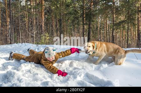 Haustiere in der Natur - ein schöner Labrador spielt mit dem kleinen Mädchen mit einem Stock in einem winterschneebedeckten Wald Stockfoto