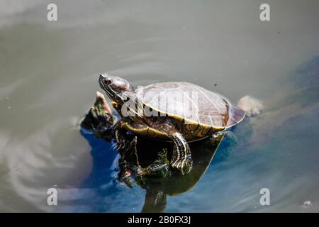 Wasserschildkröte in einem Teich 2 Stockfoto