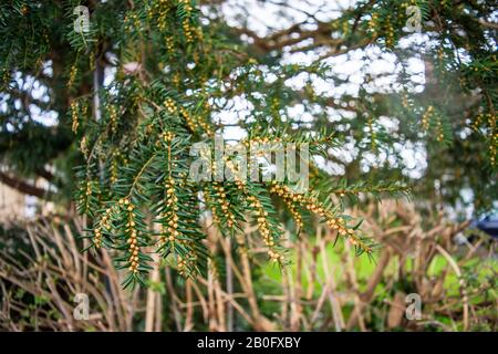 Kleiner gelbbrauner Globus wie Strukturen hinunter einen Eibenbaum Taxus Baccata Zweig, die die Bäume Anfang Februar blühen Stockfoto