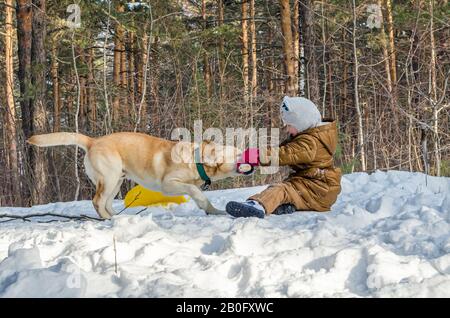 Haustiere in der Natur - ein schöner Labrador spielt mit dem kleinen Mädchen mit einem Stock in einem winterschneebedeckten Wald Stockfoto