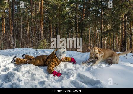 Haustiere in der Natur - ein schöner Labrador spielt mit dem kleinen Mädchen mit einem Stock in einem winterschneebedeckten Wald Stockfoto