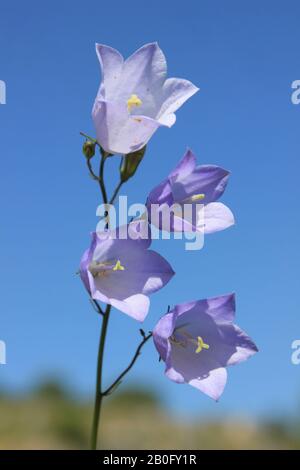 Harebell alias Scottish Bluebell Campanula rotundifolia At Minera Quarry Nature Reserve NR Wrexham, Wales Stockfoto