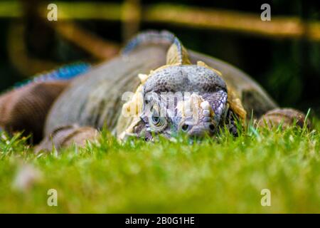 Iguana thront im grünen Gras 2 Stockfoto