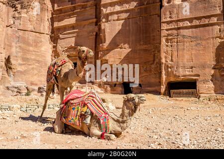 Zwei Kamele warten am Camel Riding Point an der Scenery Street von Fassaden unter dem schönen sonnigen Tag im Petra Ancient Religious Complex und Touristenattraktion, Haschemite Königreich Jordanien Stockfoto