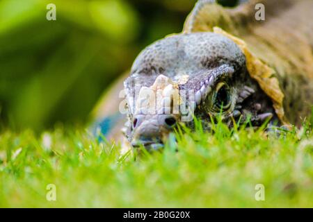 Iguana thront im grünen Gras 5 Stockfoto