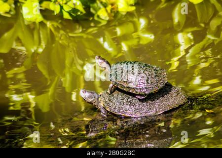 Wasserschildkröte in einem Teich 3 Stockfoto