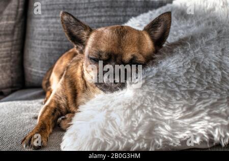 Brown chihuahua auf einer Couch mit halb geschlossenen Augen liegend. Sonniger Tag, fauler Hund. Stockfoto