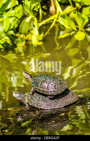 Wasserschildkröte in einem Teich 4 Stockfoto