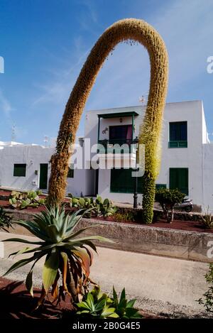 Hübsche Agave attenuata Anlage umrahmt ein typisches weißes Haus mit grünen Fensterläden in Playa Blanca, Lanzarote, Kanarische Inseln, Spanien Stockfoto