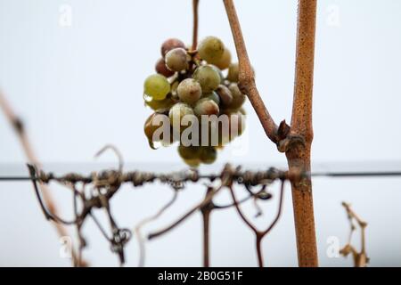 Der kleine Trauben, die in einem Weinberg an der Pflanze hängen. Das Wetter ist regnerisch, es gibt Wassertropfen auf der Frucht. Stockfoto