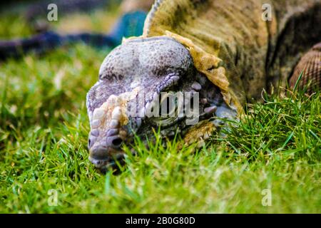 Iguana thront im grünen Gras 3 Stockfoto
