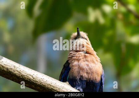 Blaubelaubte Rollvogel in einem Baumzweig Stockfoto