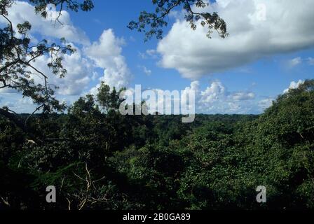 ECUADOR, AMAZONASBECKEN, IN DER NÄHE VON COCA, REGENWALD, BLICK ÜBER BAUMKRONEN Stockfoto