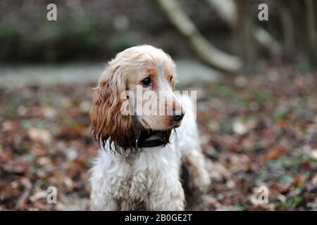 Englischer Cocker Spaniel-Hund im Freien. Stockfoto