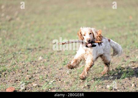 Englischer Cocker Spaniel-Hund im Freien. Stockfoto