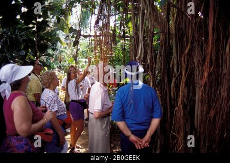 BRITISCHE JUNGFERNINSEL TORTOLA IST., ROADTOWN, NATURFORSCHERIN SUSAN ADIE ERKLÄRT FLORA Stockfoto