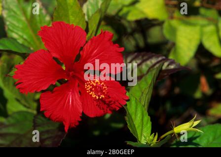 BRITISCHE JUNGFERNINSEL, INSEL TORTOLA, ROADTOWN, HIBISCUS Stockfoto
