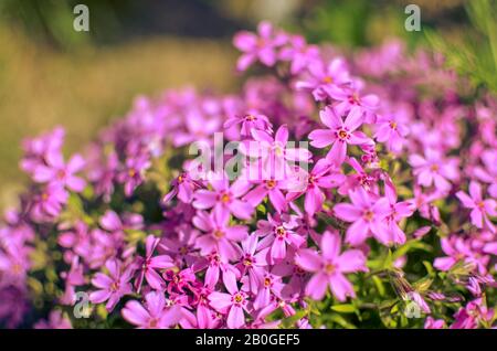 Pink phlox subulata - wunderschönes Foto mit Blumendekost Stockfoto