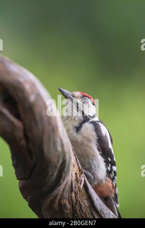 Großer Specht mit Punktmuster, der an Ast hängt. Stockfoto