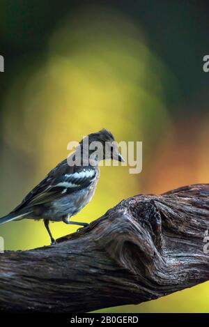 Junger Schaffenvogel auf Ast im Wald. Stockfoto