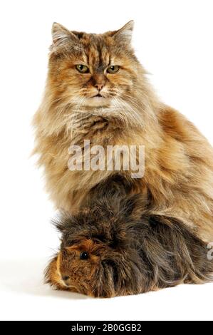 Weibliche Schildpatt persische Hauskatze mit einem Langhaar Meerschweinchen Stockfoto