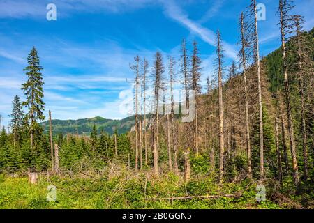 Panoramablick auf Den Sieben Gratskamm - Siedem Granatow - in der Zabia Gran Range über das Rybi Potok Valley in den Tatra Mountains, in der Nähe von Zakopane, Polen Stockfoto