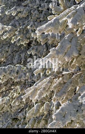 Eiszapfen und Schnee auf den Ästen; Stockfoto