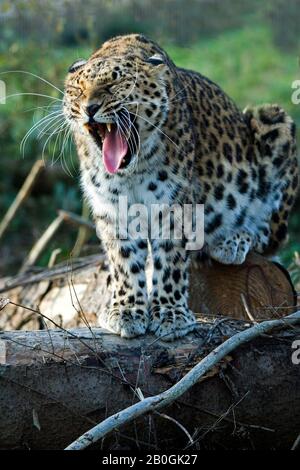 Amur-Leopard, Panthera Pardus Orientalis, Erwachsene Gähnen Stockfoto