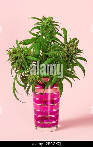 Medizinische Marihuana-Knospen oder Hemp-Blumen, Die Von Cannabis In gestreiftem Glas auf Pinkfarbenem Hintergrund Geschnitten wurden Stockfoto