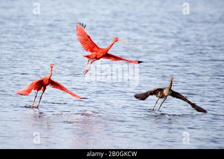 Scarlet Ibis, Eudocimus Ruber, Erwachsene und unreif im Flug, Einnahme von Wasser, Los Lianos in Venezuela Stockfoto