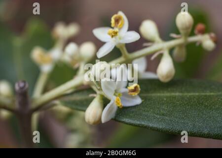 Europäische Olivenblüten (Olea europaea) Stockfoto